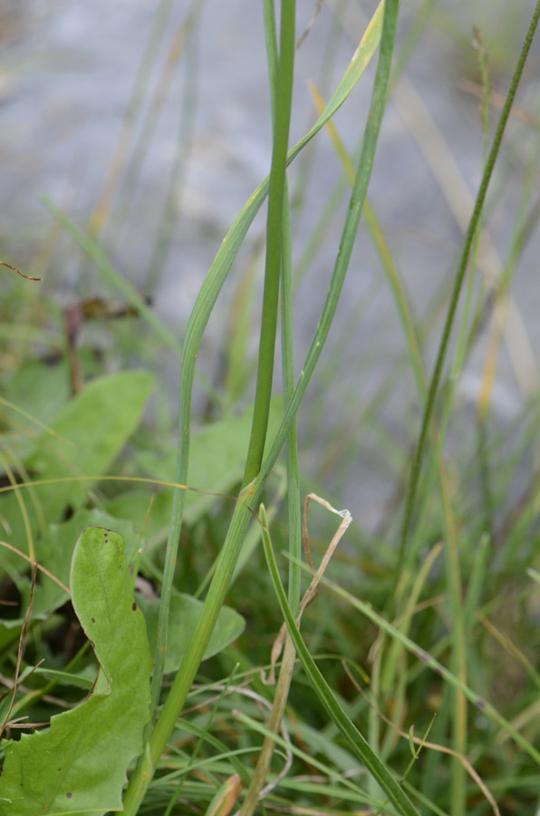 Allium carinatum subsp. pulchellum (=Allium coloratum) / Aglio delle streghe